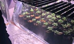 Evine sera kurup, Hint keneviri yetiştirmiş