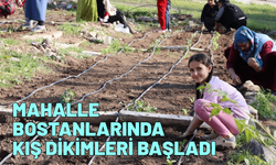 Mahalle bostanlarında kış dikimleri başladı