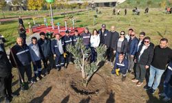 Karşıyaka'da zeytin fidanları toprakla buluştu