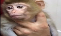 Yavru makak maymunu koruma altına alındı