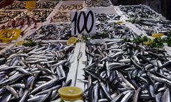 Balık tezgahlarında hamsi bolluğu