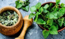 Isırgan Otunun Faydaları Nelerdir? Neye İyi Gelir?