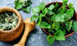 Isırgan Otunun Faydaları Nelerdir? Neye İyi Gelir?