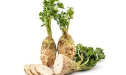 Kereviz Nedir? Kerevizin Faydaları Nelerdir?