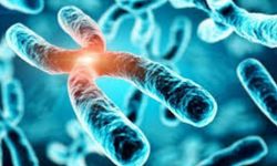 Kromozom nedir? İnsan kaç Kromozoma sahiptir?