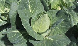 Karadeniz'in mucizesi kemikleri demir gibi güçlendiriyor