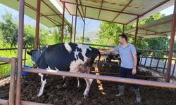 Muğla'da 11 mahallede şap karantinası