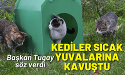 Başkan Tugay söz verdi, kediler sıcak yuvalarına kavuştu