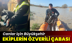 Canlar için Büyükşehir ekiplerinin özverili çabası