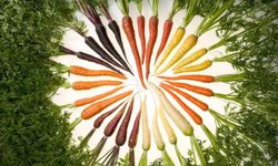 Havucun faydaları nelerdir?