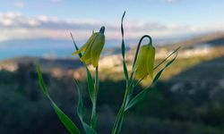 Kuşadası'nda 'ağlayan gelinler' çiçek açmaya başladı