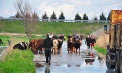 Manisa'da sağanak: Mahsur kalan hayvanlar kurtarıldı