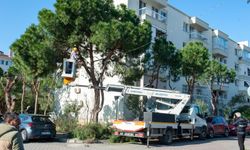 Karşıyaka'da budama seferberliği: Ağaçlar bahara hazırlanıyor