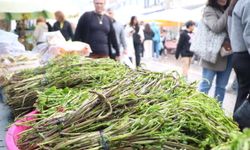 Bodrum Acı Ot Festivali ne zaman başlıyor? Festival ücretli mi?