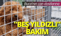 Buca'nın can dostlarına "beş yıldızlı" bakım