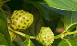 Dut yaprağından şekere doğal çözüm! Yemek yemek akla bile gelmiyor