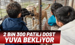 Büyükşehir’in bakımevlerinde 2 bin 300 patili dost yuva bekliyor