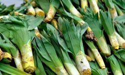 Pazar tezgahlarının gizli şifası! Çiriş otu ve bilinmeyen faydaları