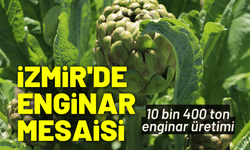 Türkiye'nin enginar lideri İzmir'de hasat sürüyor