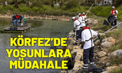 Körfez’de yosunlara müdahale
