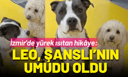 İzmir'de yürek ısıtan hikâye: Leo, Şanslı’nın umudu oldu