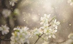 Sadece bir hapşırık mı, yoksa bağışıklık savaşı mı? İşte polen alerjisinin perde arkası