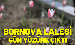 Bornova Lalesi ilçeye umut ve renk getirdi