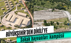 Büyükşehir’den Dikili’ye sokak hayvanları kampüsü