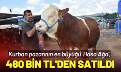 Kurban pazarının en büyüğü 'Haso Ağa', 480 bin TL'den satıldı