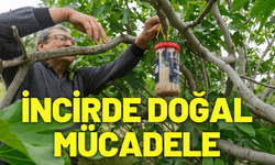 İncirde kalite kaybına karşı doğal mücadele
