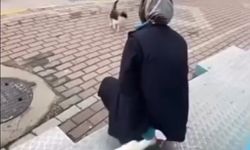 Vicdansızlığın kanıtı: Kedinin yüzüne yağ çözücü sprey sıktı!