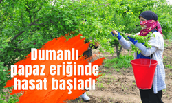 Manisa'nın 'dumanlı papaz eriğinde' hasat başladı