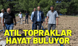 Bornova'da atıl topraklar hayat buluyor