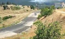 Bursa'da orman yangını