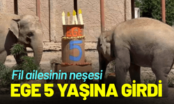 Fil ailesinin neşesi Ege 5 yaşına girdi