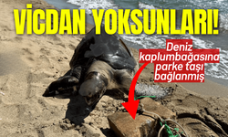 İnsanlık dışı, vicdan yoksunları! Deniz kaplumbağasına parke taşı bağlanmış