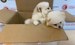 Pomeranian cinsi 6 köpek yavrusu ele geçirildi