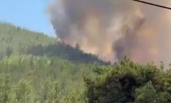 Balıkesir Susurluk'ta orman yangını
