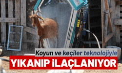 Koyun ve keçiler artık teknolojiyle yıkanıp ilaçlanıyor