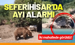 Seferihisar'da ayı alarmı: İki mahallede görüldü!