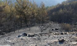 16 ildeki orman yangınlarında 6 şüpheliye tutuklama kararı