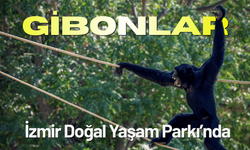 Gibonlar, İzmir Doğal Yaşam Parkı’nda