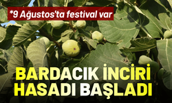 Bardacık inciri hasadı başladı: 9 Ağustos'ta festival var
