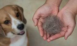 Sıcaklar tüy dökülmesini artırıyor! Kedi ve köpeklerin bakımı nasıl olmalı?