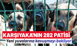Karşıyaka'nın 282 patisi, yeni yuvalarına kavuşmayı bekliyor