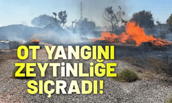 Aydın'da ot yangını zeytinliğe sıçradı!