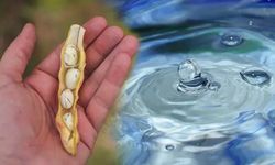 Suyu doğal bir şekilde arıtıyor! Bulanıksa berraklaştırıyor, doğadan gelen dezenfeksiyon