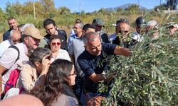 Buca'da 'Sertifikalı Zeytin Budama Eğitimi' tamamlandı