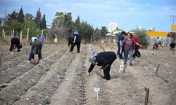 Bornova'da kent bostanlarında yeni sezon başladı
