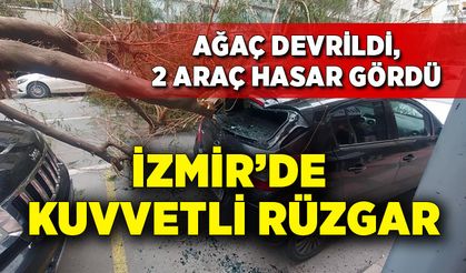 İzmir'de kuvvetli rüzgar; ağaç devrildi